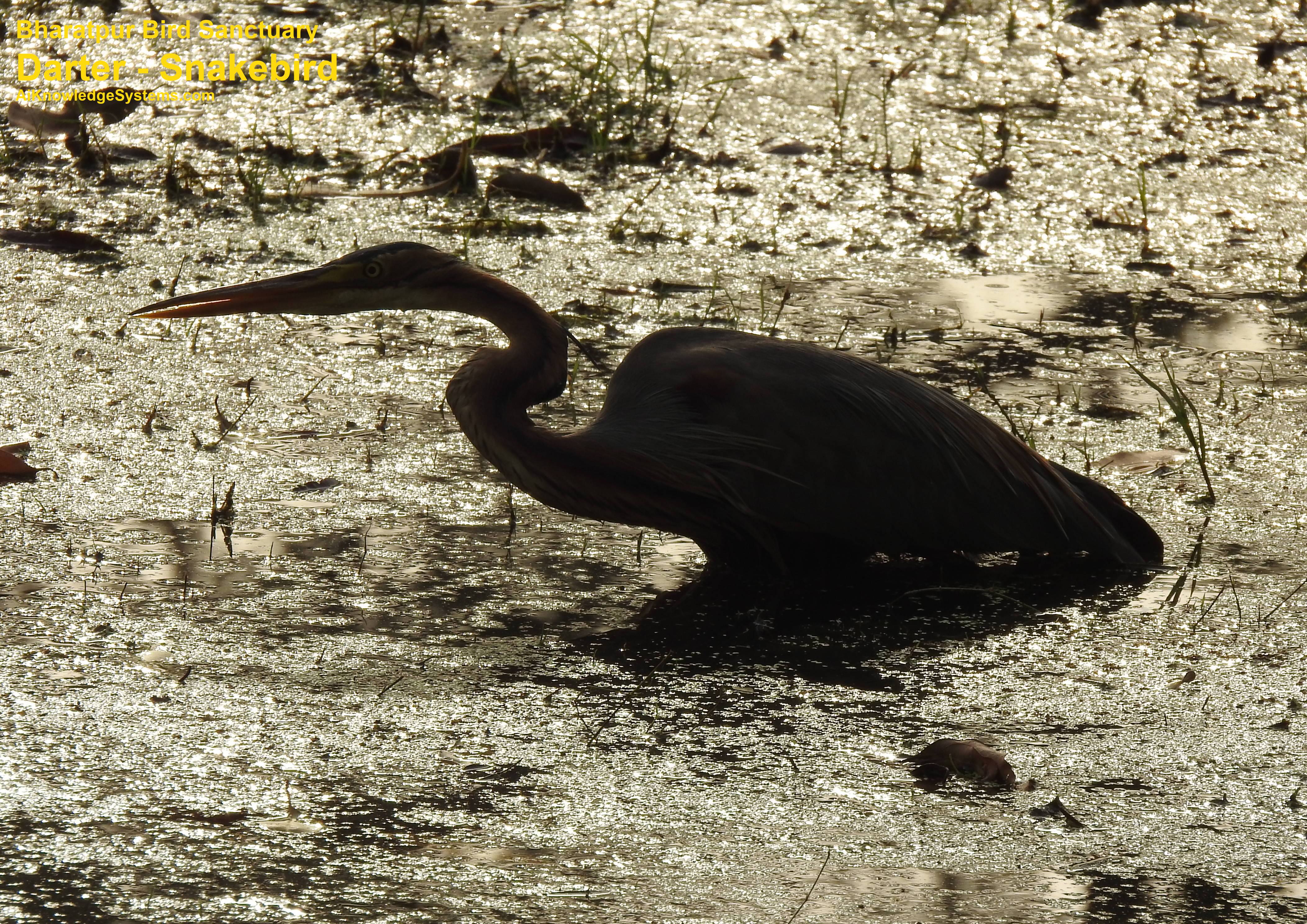 Darter - Snakebird (2) Coming Soon